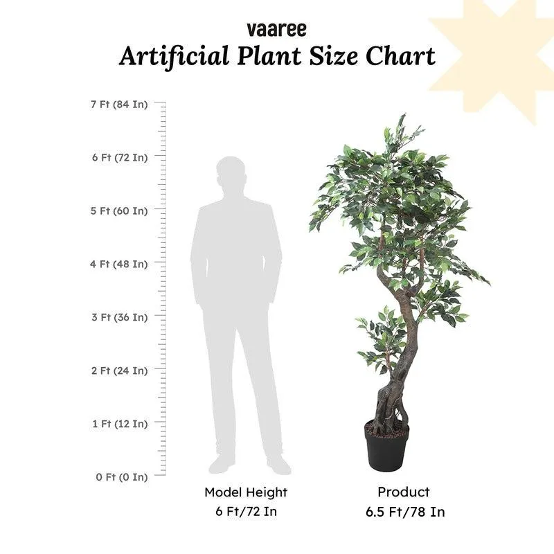 Urban Leaf Artificial Ficus With Black Plastic Pot- 6.5 Feet media 7