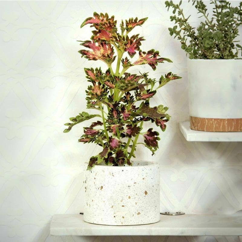 Terrazzo Cylindrical Hand Crafted Marble Planter - Small media 3