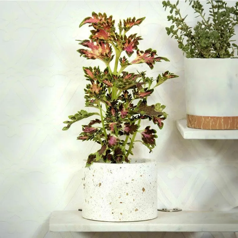 Terrazzo Cylindrical Hand Crafted Marble Planter - Small media 3