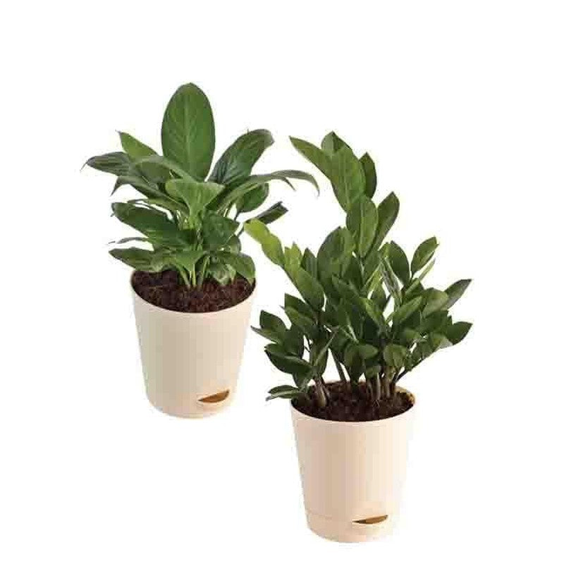Live Plants