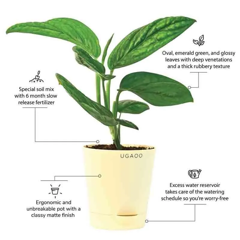Ugaoo Monstera Peru Green Plant media 7