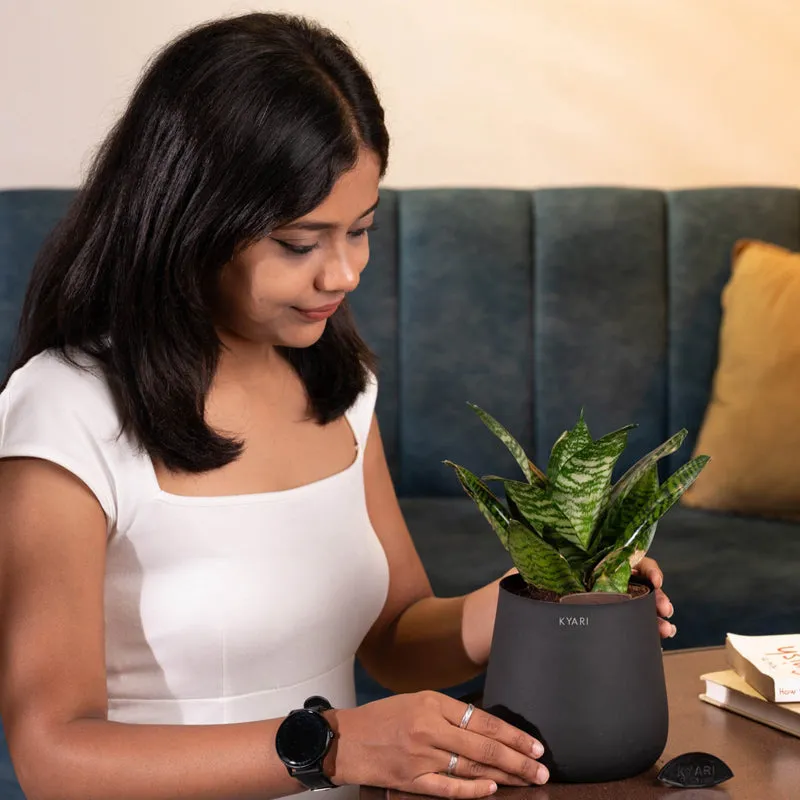 Kyari Sansevieria Green Snake Plant With Metal Self Watering Pot (Jet Black) - 1 Foot media 4