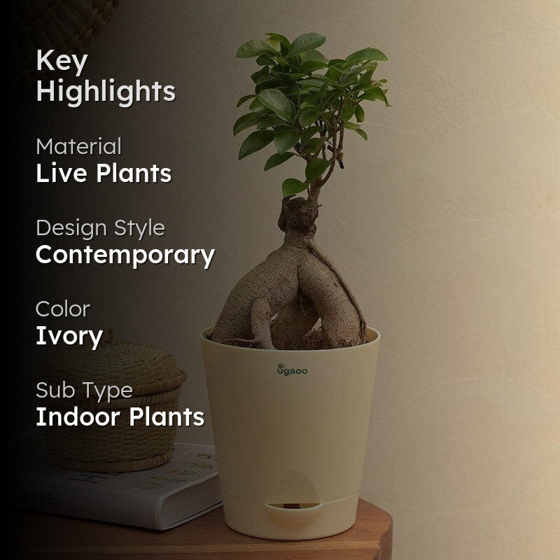 Ugaoo Ficus Bonsai Plant media 2