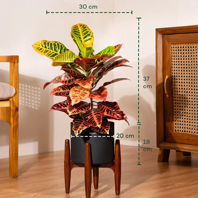 Kyari Croton Plant With Metal Self Watering Pot (Black) - 2 Feet media 5