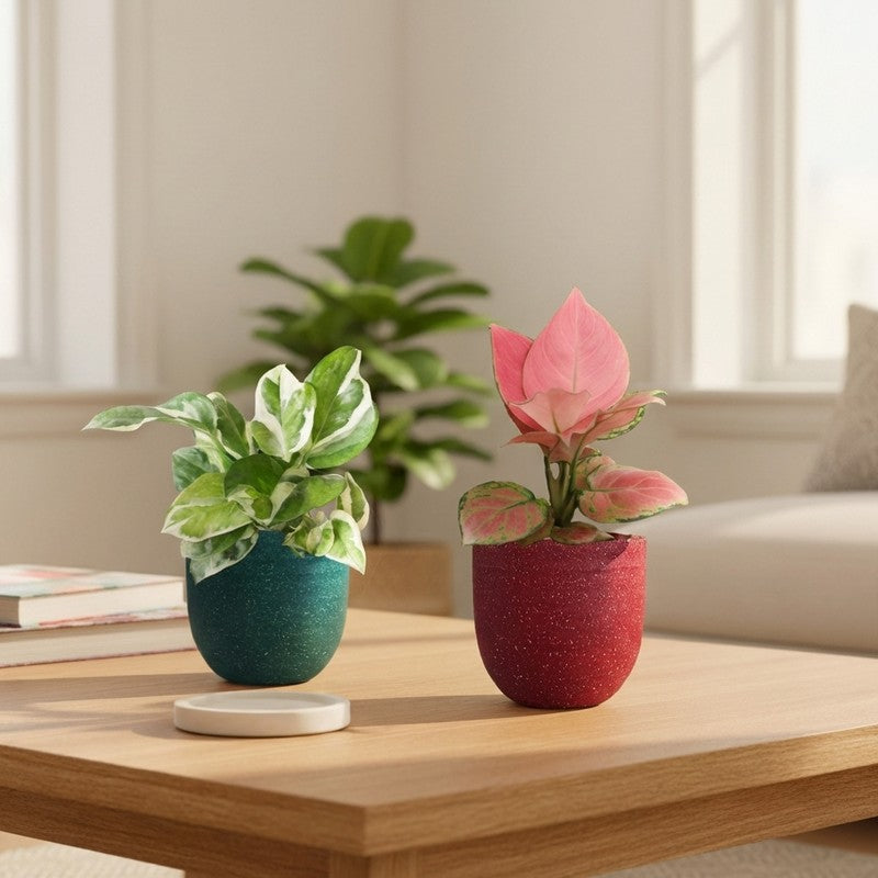 Greenkin Office Desk Live Plants - Set Of Two