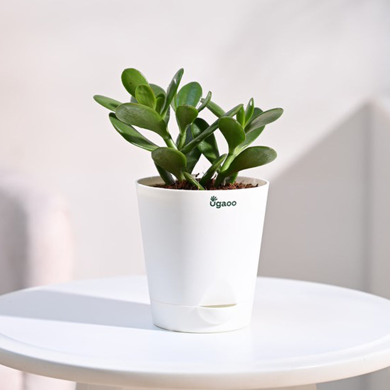 Live Plants