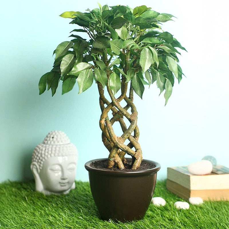 Twisted Green Ficus Artificial Bonsai Plant With Ceramic Pot - 1.3 Feet