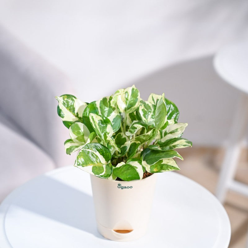 Ugaoo Money Plant N'Joy media 6