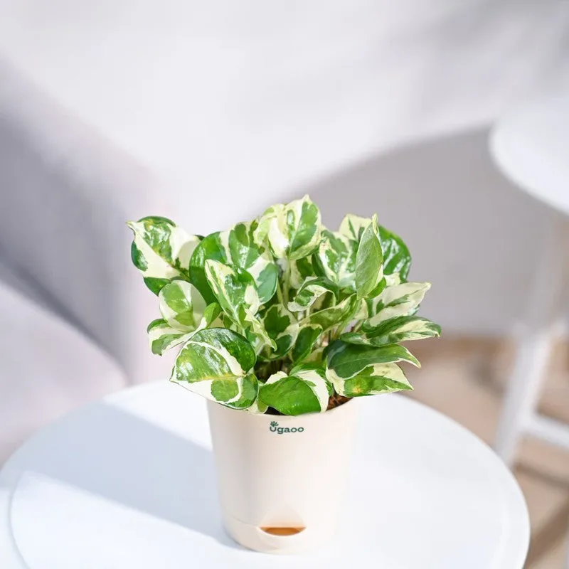 Ugaoo Money Plant N'Joy media 6