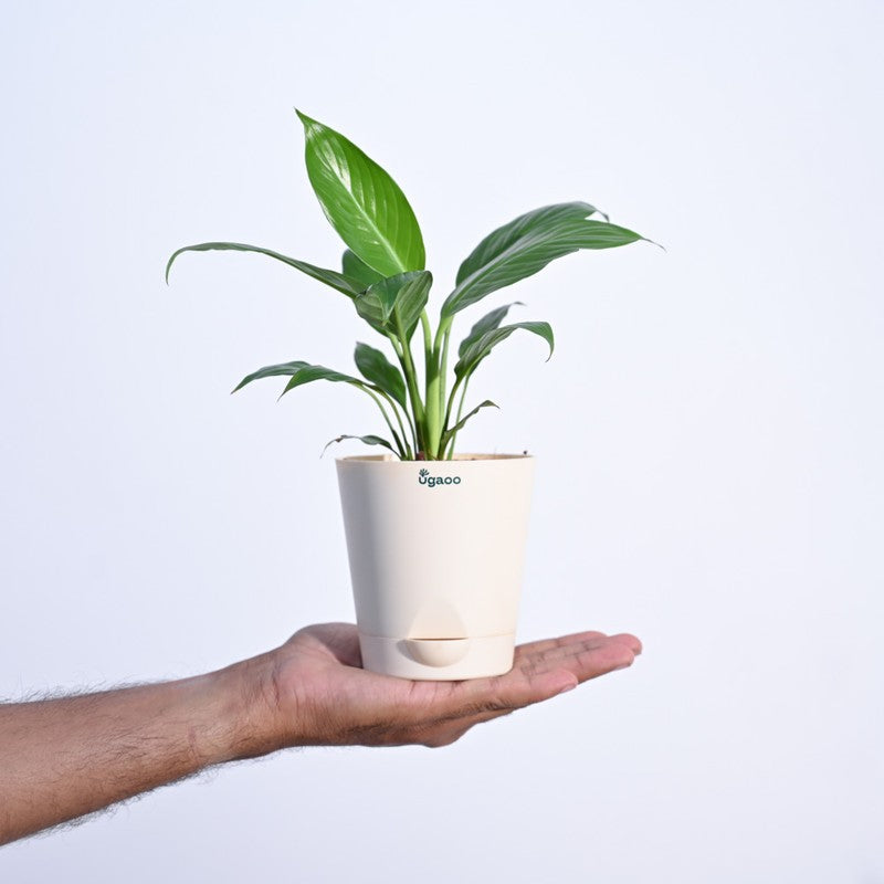 Ugaoo Peace Lily Plant- Small media 7