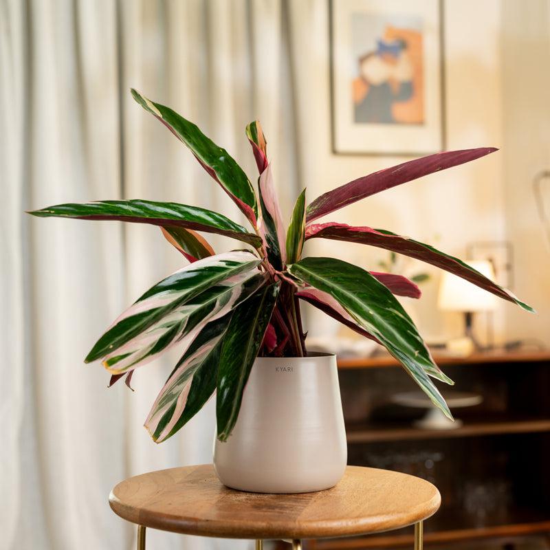 Kyari Calathea Triostar With Metal Self Watering Pot - Beige