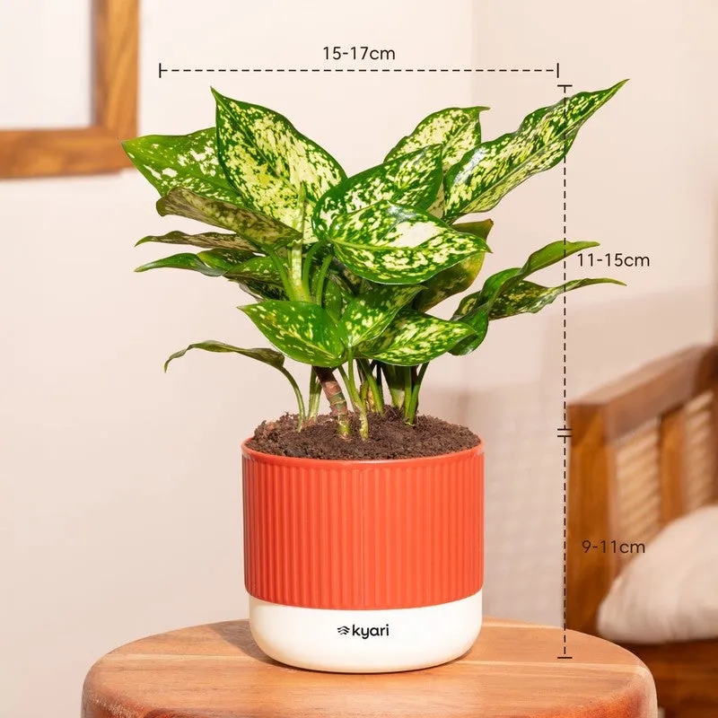 Kyari Agalonema Snow White Plant with Self Watering Pot - Red media 7