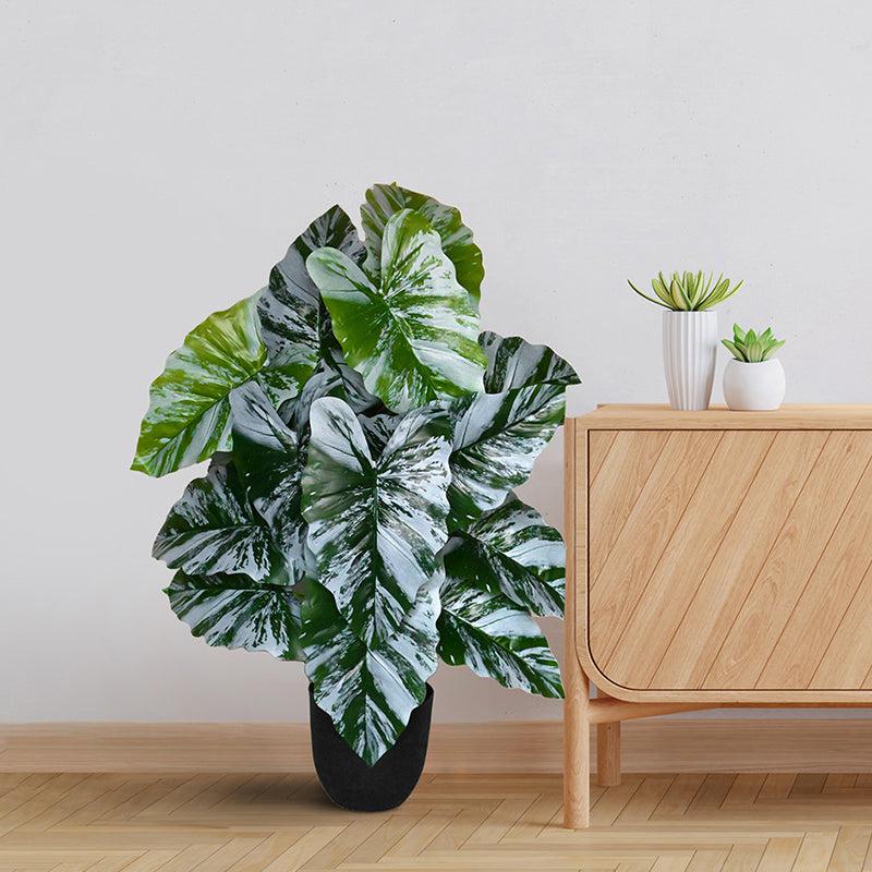 Faux Caladium Leaf Artificial Plant With Black Plastic Pot - 79 cm (2.6 ft) media 3