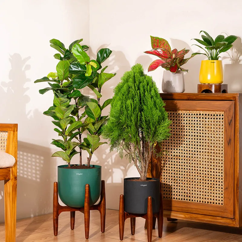 Kyari Thuja Plant With Metal Self Watering Pot (Yellow) - 2.5 Feet media 4