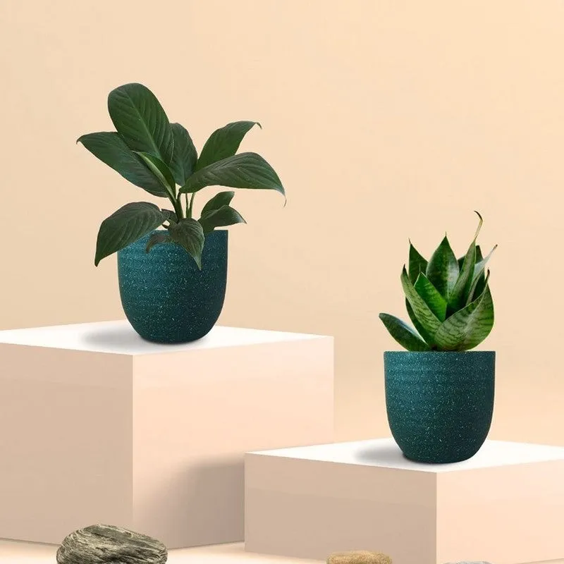 Greenkin Lily & Snake Live Plants (Green) - Set Of Two media 3