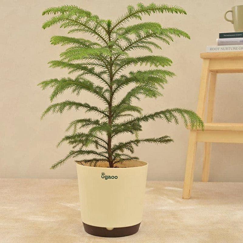 Live Plants