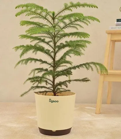 Live Plants