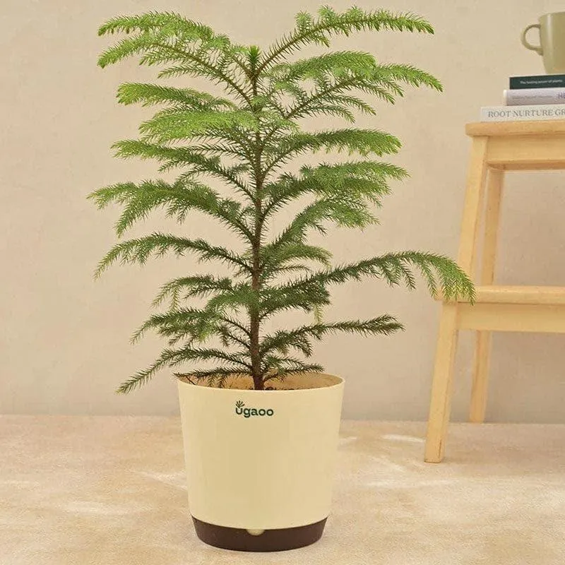 Ugaoo Indian Christmas Tree Indoor Live Plant - Large media 1