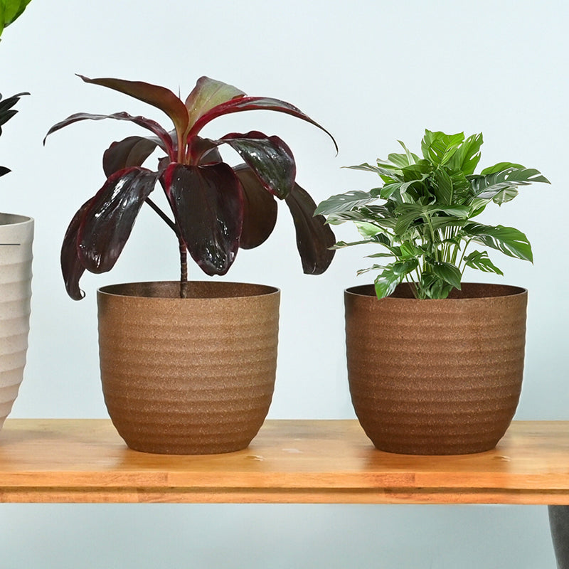 Vita Shell Planter - Set Of Two image 2