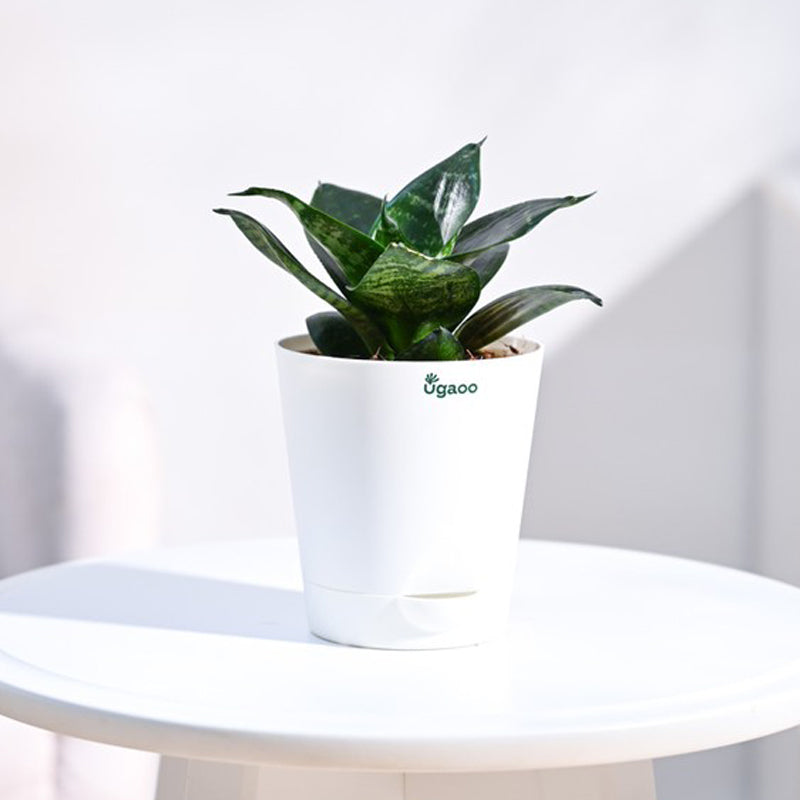 Live Plants