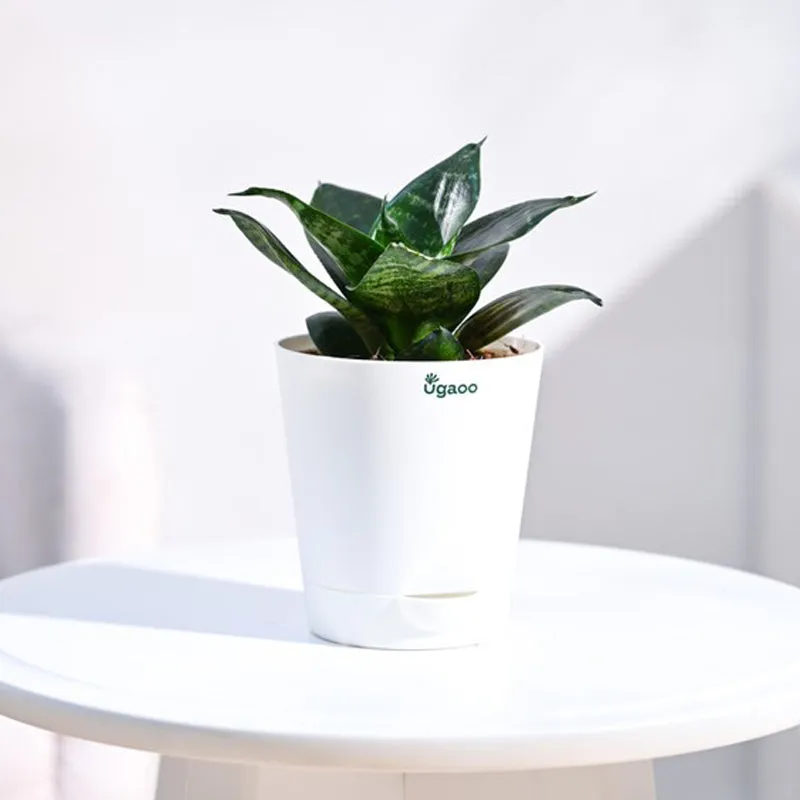 Ugaoo Snake Plant - Green media 1