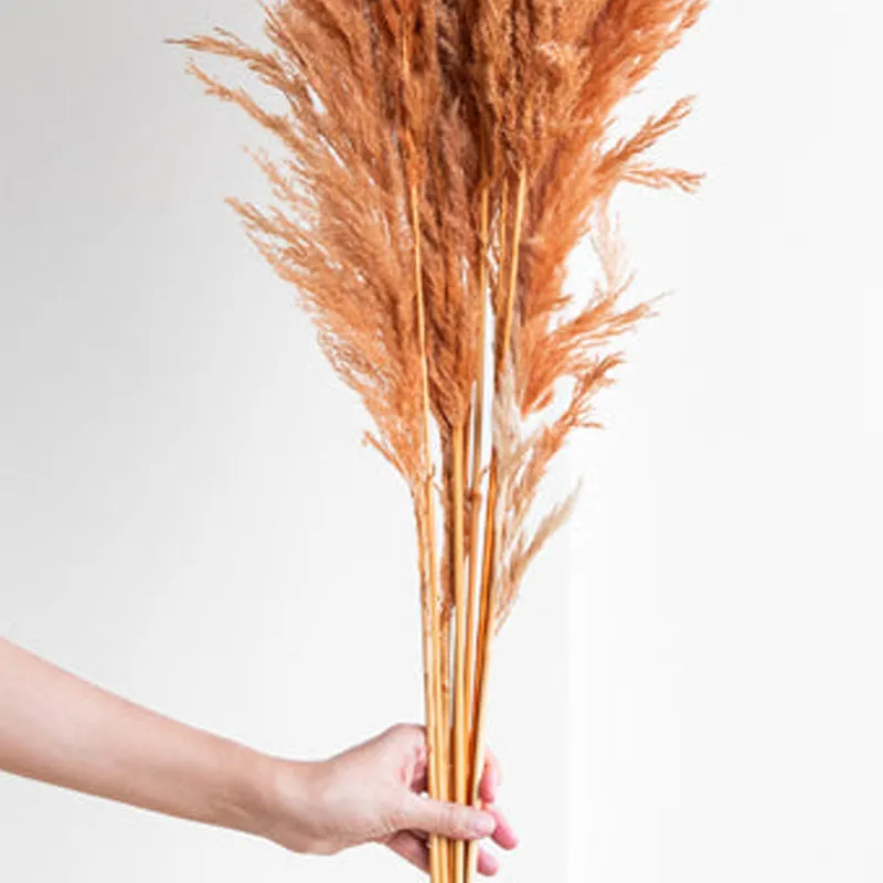 Sittora Pampas Stick (Honey) - Set Of Ten media 5