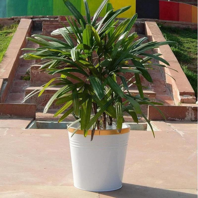Nishma Golden Planter media 7