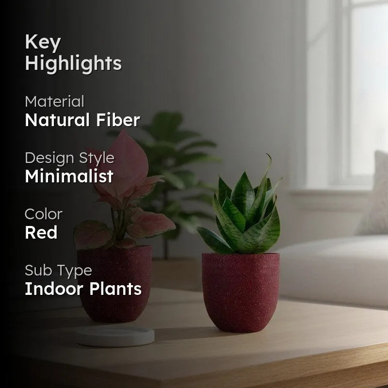 Greenkin Aglaonema Pink & Snake Live Plants (Red) - Set Of Two media 2