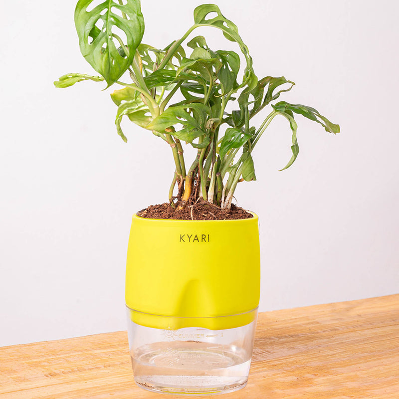 Kyari Philodendron/Broken Heart Plant With Self Watering Pot (Yellow) - 18 cm media 6