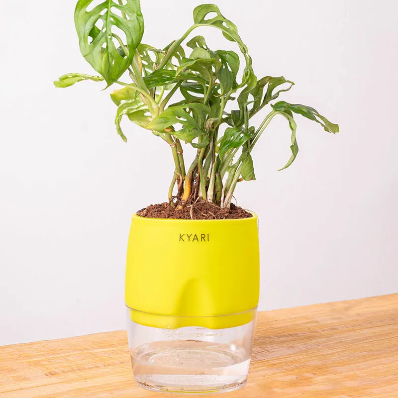 Kyari Philodendron/Broken Heart Plant With Self Watering Pot (Yellow) - 18 cm media 6