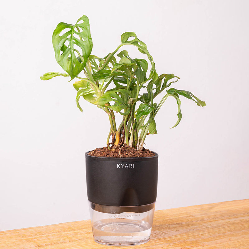 Kyari Philodendron/Broken Heart Plant With Self Watering Pot (Black) - 18 cm media 6