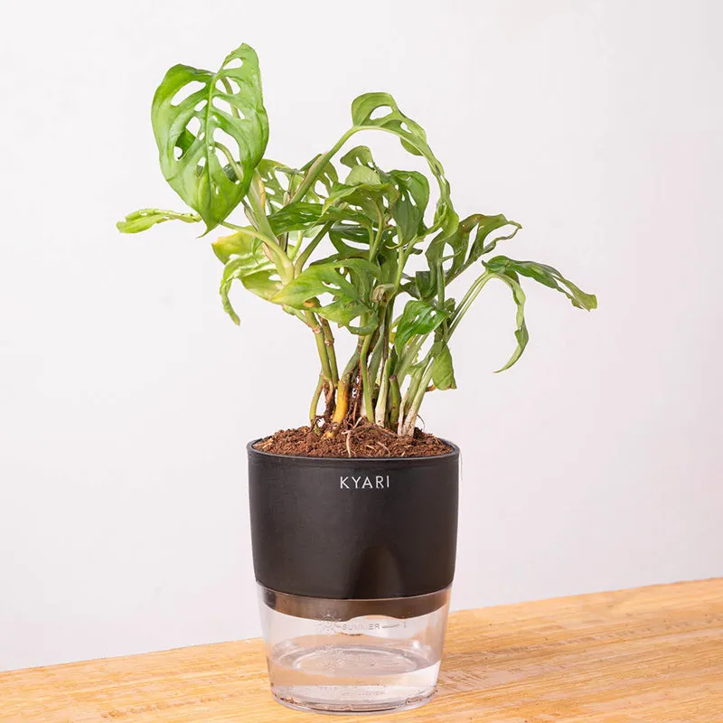 Kyari Philodendron/Broken Heart Plant With Self Watering Pot (Black) - 18 cm media 6