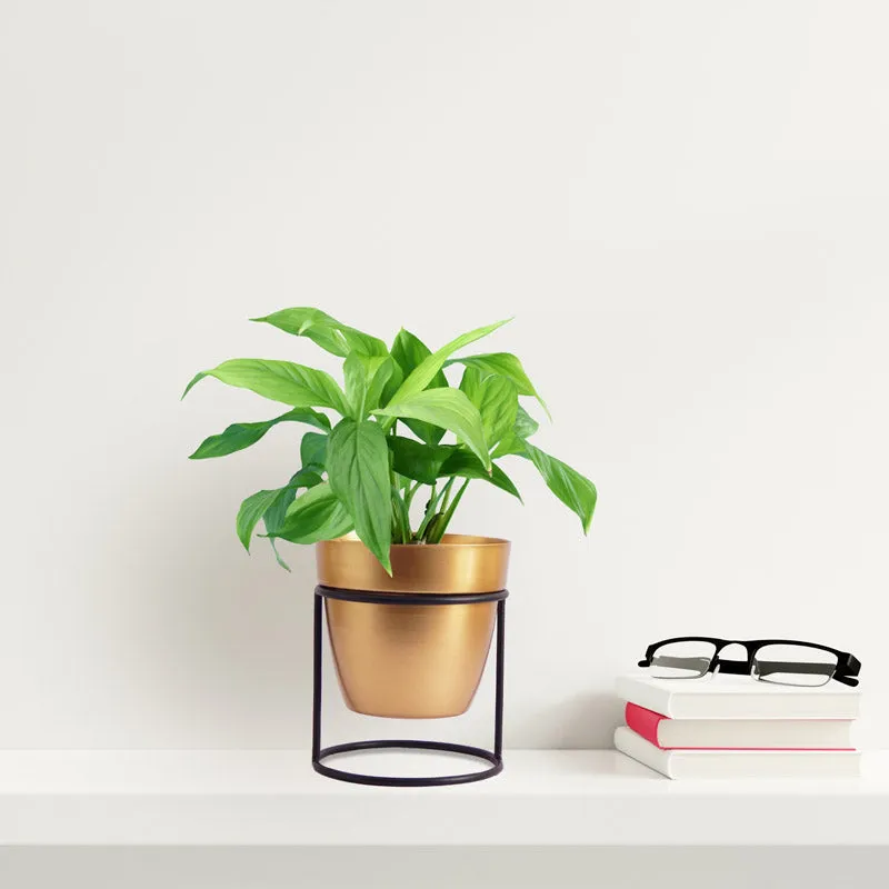 Zutoia Black Planter - White media 2