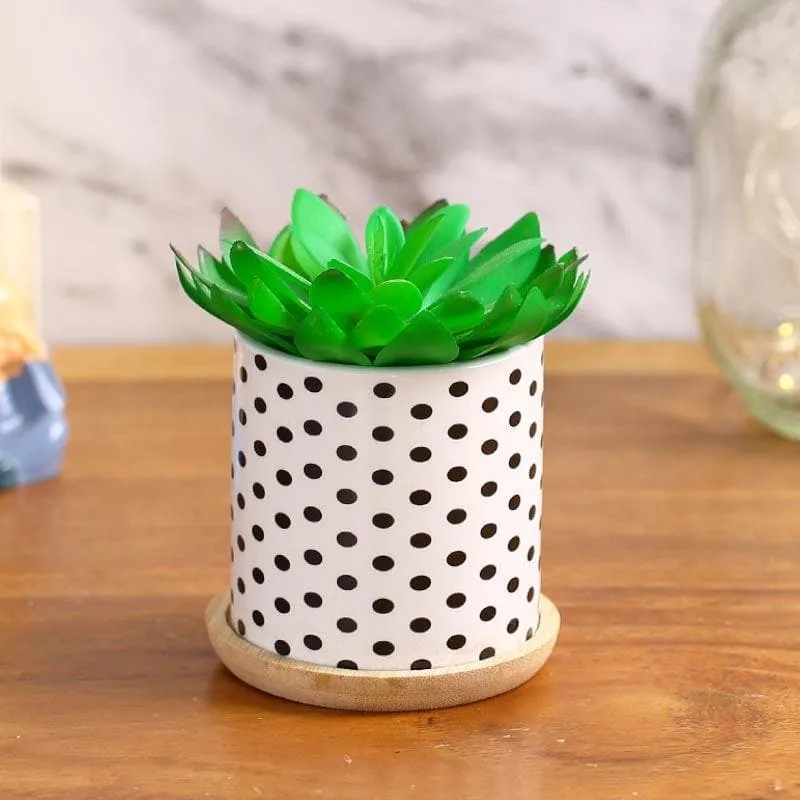 Faux Gasteria In Polka Pot - 11 cms media 1