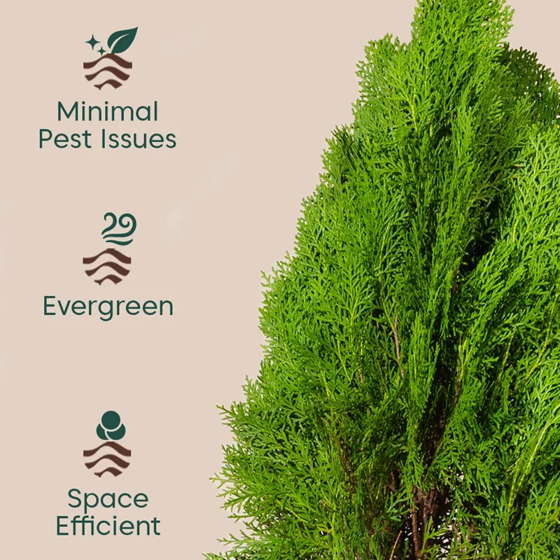 Kyari Thuja Plant With Metal Self Watering Pot (Green) - 2.5 Feet media 3
