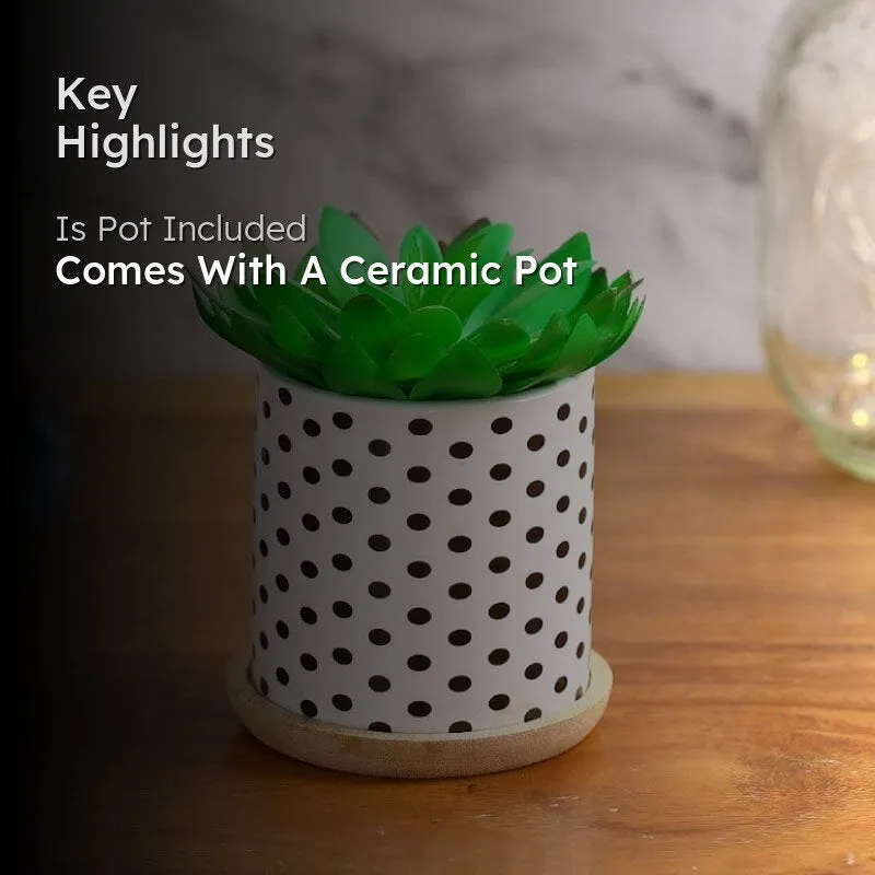 Faux Gasteria In Polka Pot - 11 cms media 2