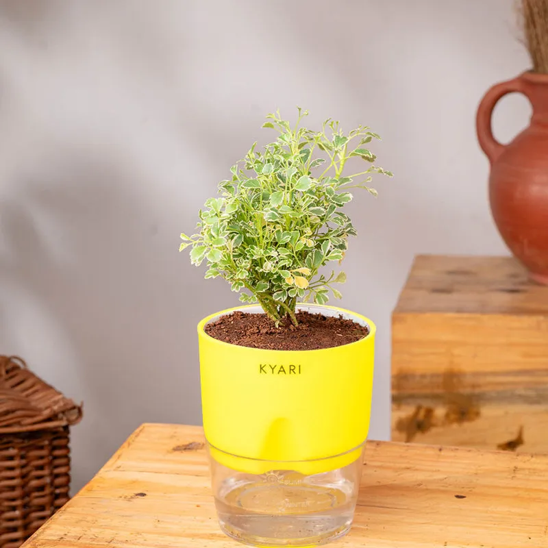 Kyari Variegated Aralia Plant With Self Watering Pot (Yellow) - 18 cm media 3