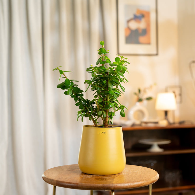 Kyari Lucky Jade Plant With Metal Self Watering Pot - Yellow