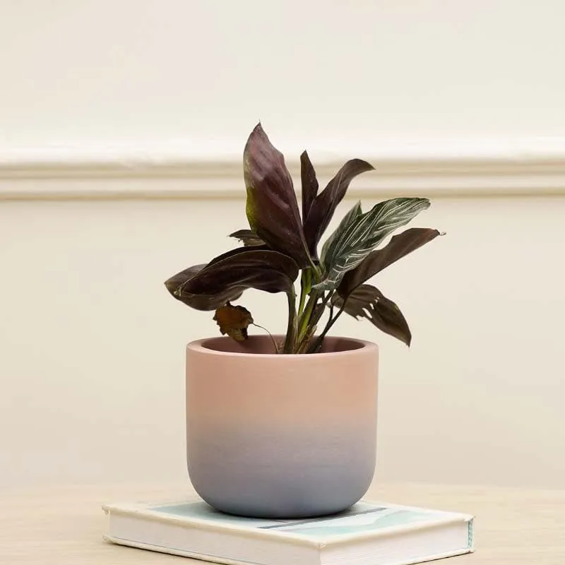 Ombresque Planter - Pink media 3