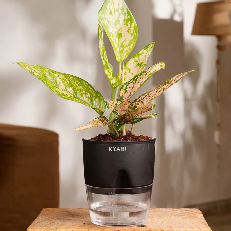Kyari Agalonema Snow Plant With Self Watering Pot (Black) - 18 cm media 1