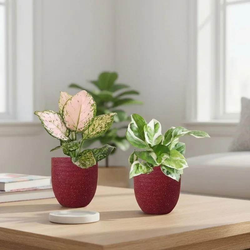 Greenkin Aglaonema Wishes & Njoy Live Plants (Red) - Set Of Two media 1