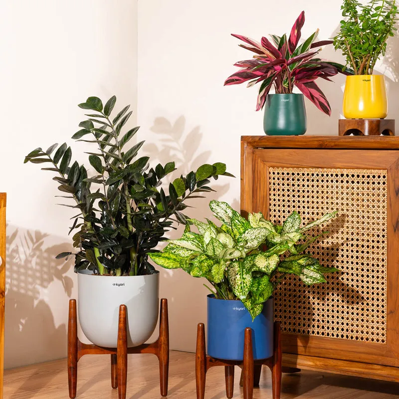 Kyari ZZ Plant With Metal Self Watering Pot (Green) - 2.4 Feet media 4