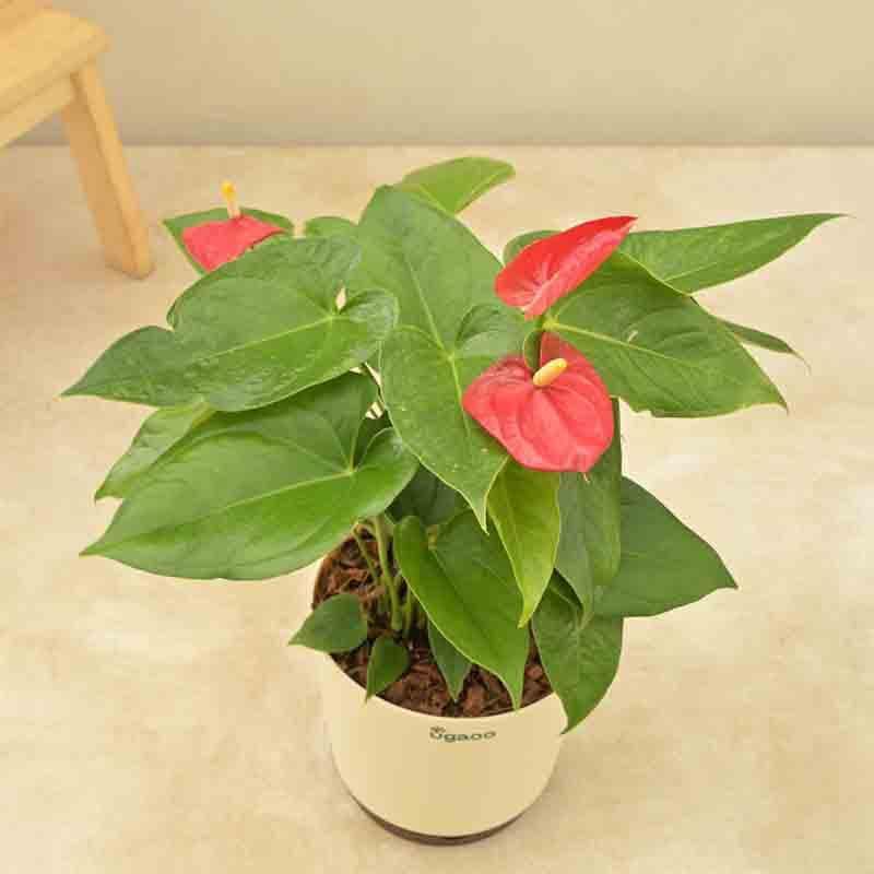Ugaoo Anthurium Red Flamingo Plant - Big media 5