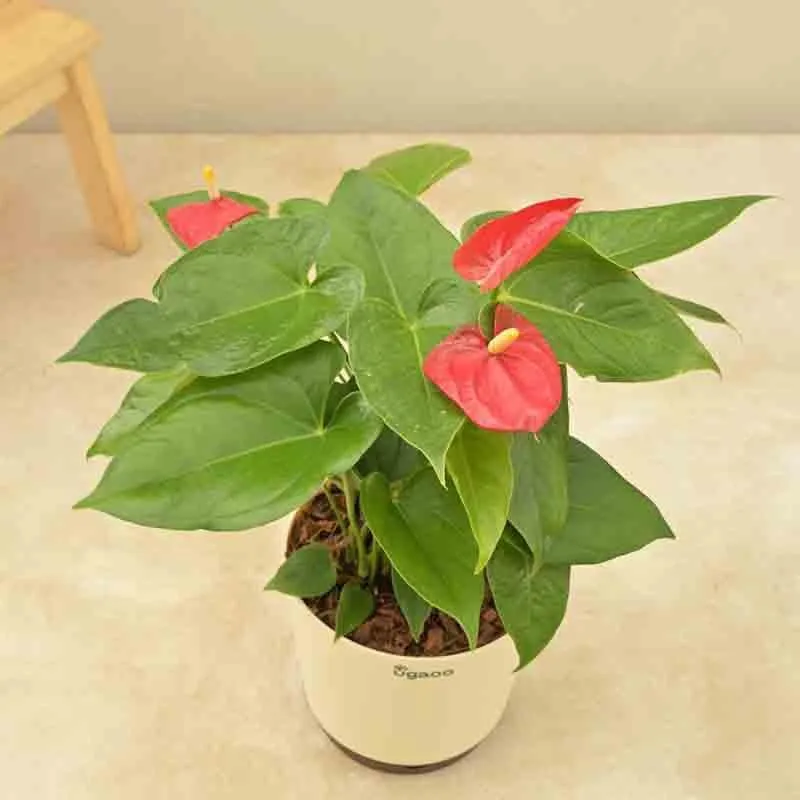 Ugaoo Anthurium Red Flamingo Plant - Big media 5