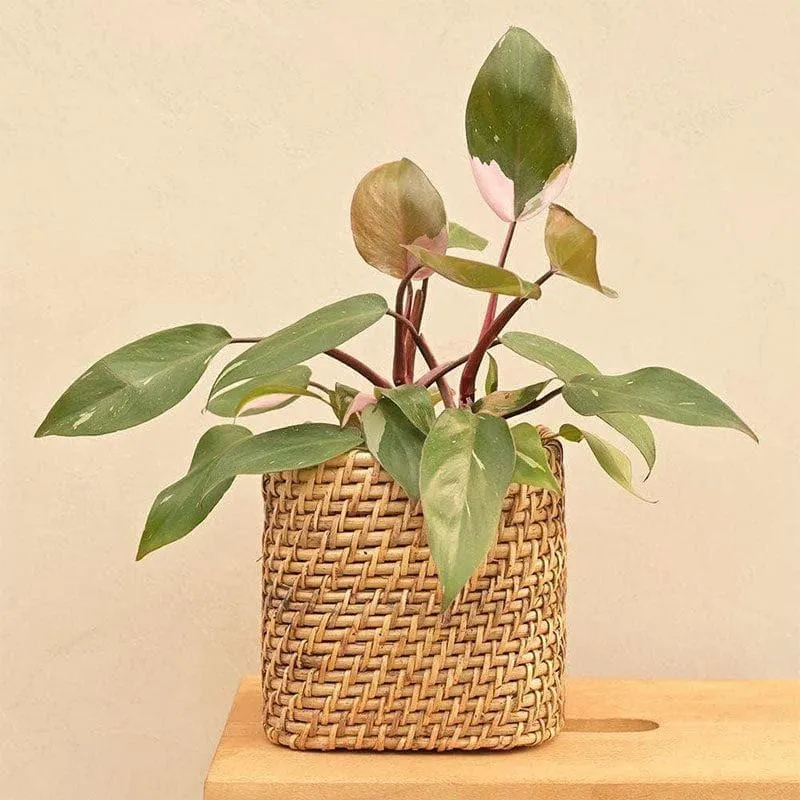 Ugaoo Square Cane Planter (15 CM) - Brown media 3