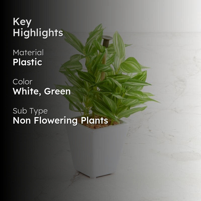 Wandering Jew Faux Bonsai (20 cms) - Green media 2