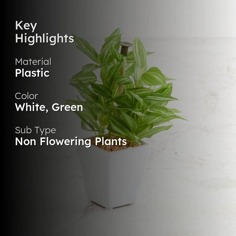 Wandering Jew Faux Bonsai (20 cms) - Green media 2