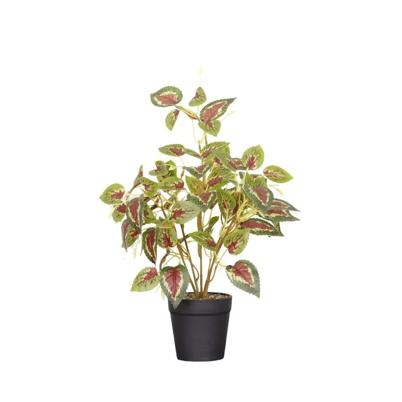 Artificial Coleous plant with colourful leaves in a black pot against a white background