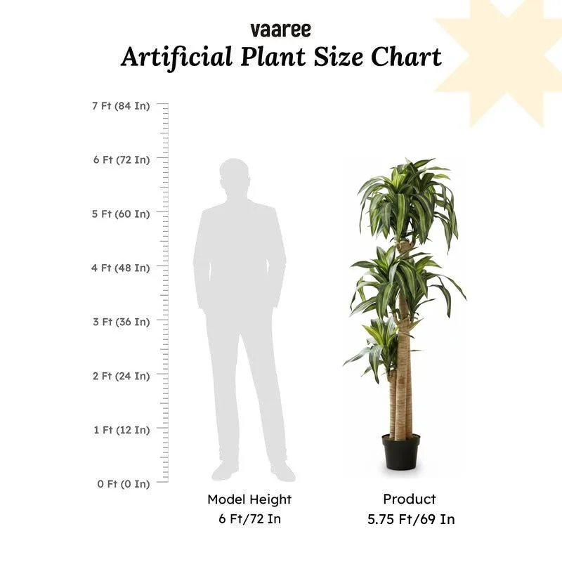 Veltura Artificial Dracaena Green Tree With Black Plastic Pot 5.7 ft media 7