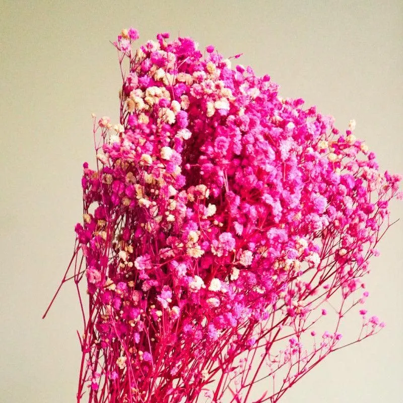 Naturally Dried Baby Breath Gypsophila Stems (Pink) - Set Of Five media 3